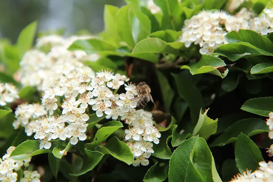 Pyracantha in spring