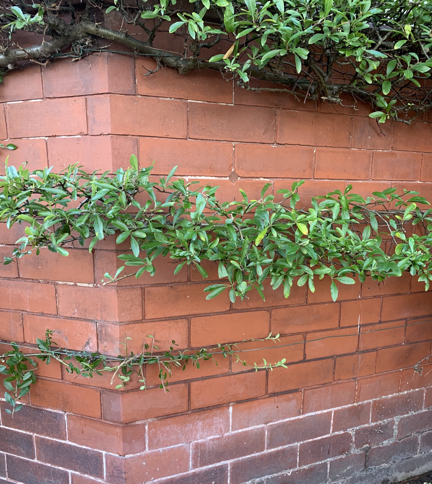 How And When To Prune A Pyracantha Maintain Your Garden