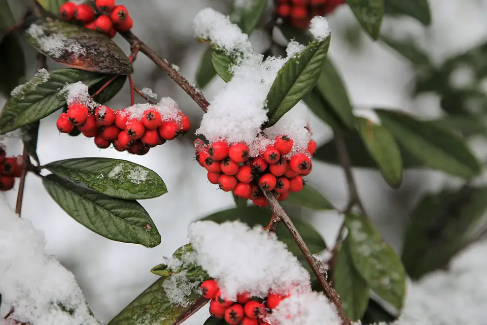 Pyracantha berries in winter