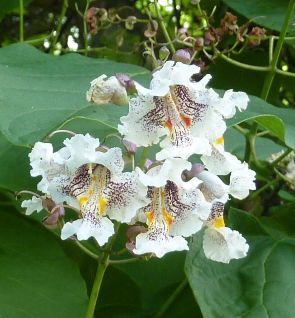 How and When to Prune an Indian Bean Tree (Catalpa bignonioides) Maintain Your Garden