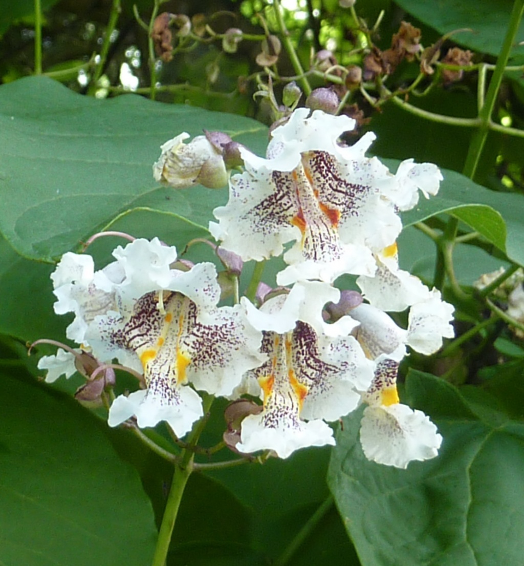 How and When to Prune an Indian Bean Tree (Catalpa bignonioides