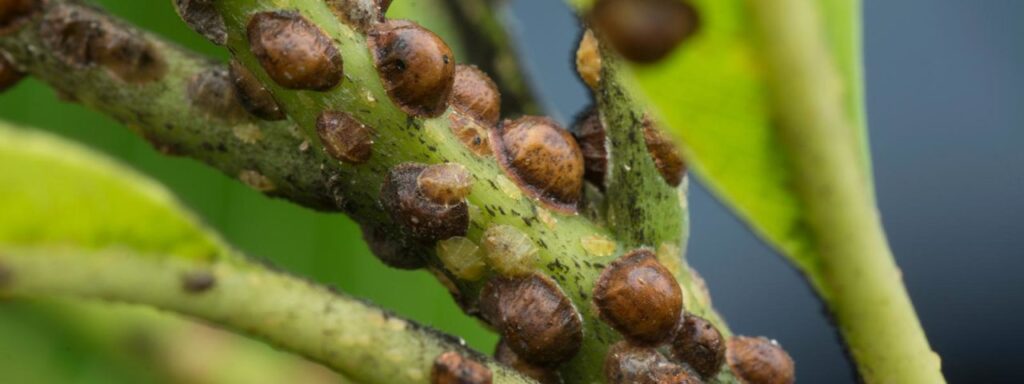 scale insect pyracantha