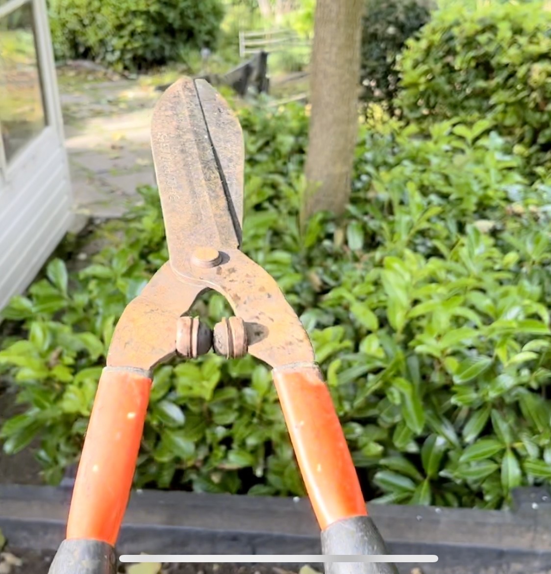 How NOT to prune a Laurel hedge: Learn the right way - Maintain Your Garden