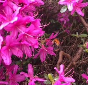 Azalea and a bee