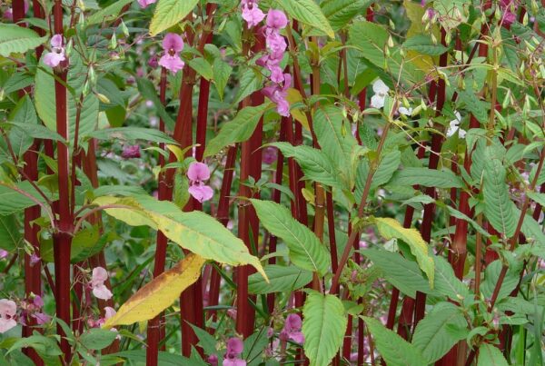 how to remove himalayan balsam