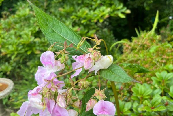 himalayan balsam in bloom