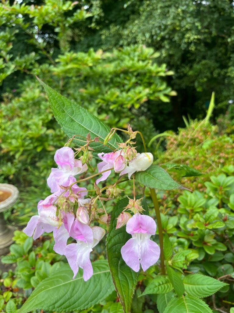 himalayan balsam in bloom